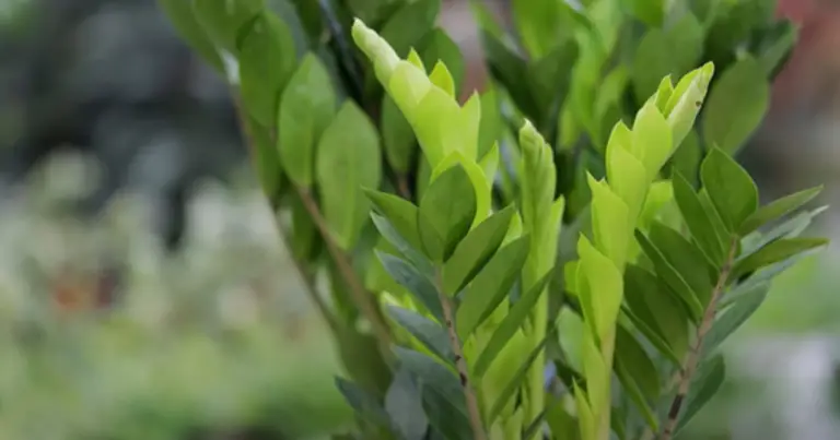 Zamioculcas: guida completa alla pianta da appartamento resistente, elegante e facile da curare