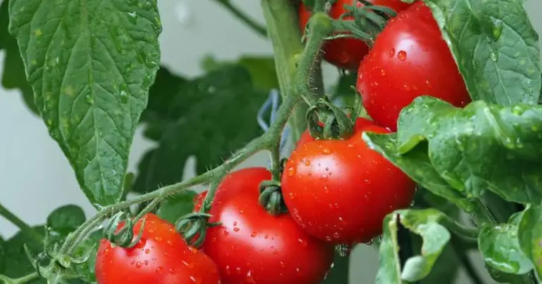 Lievito e zucchero per i pomodori: funziona davvero? Guida completa all’uso in orto