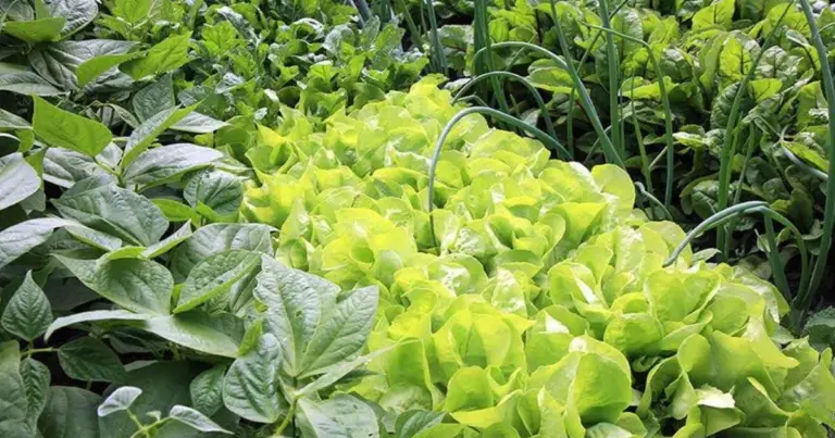 Associazioni delle piante nell’orto: guida pratica alle consociazioni che migliorano crescita e raccolto