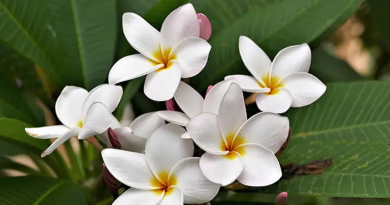 Fiori profumati per il giardino: le migliori varietà per uno spazio davvero irresistibile