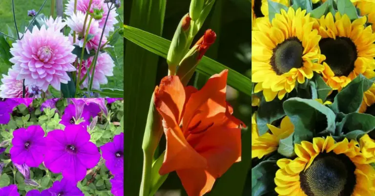 Fiori da piantare in primavera: calendario completo per un giardino colorato tutta la stagione