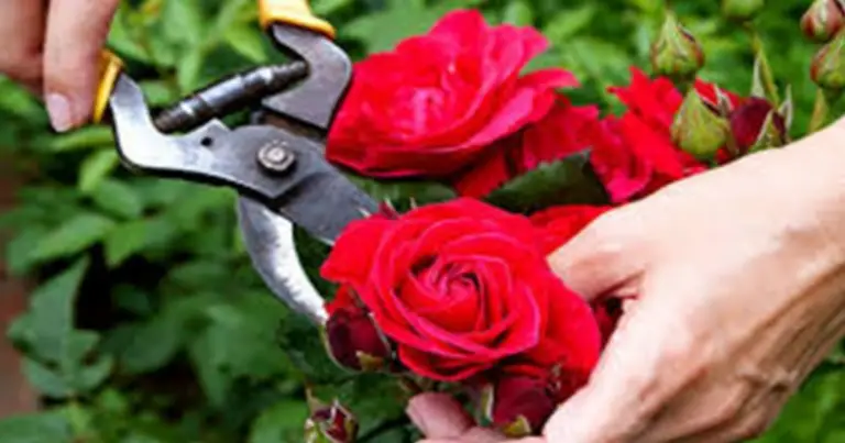 Potatura delle rose a cespuglio: guida completa per tagliare nel modo giusto anno dopo anno
