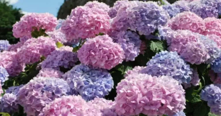 Foglie di ortensia marroni: cause principali e rimedi efficaci per salvarla