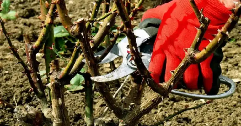 Potatura delle rose: guida completa ai tagli corretti (ed errori da evitare)