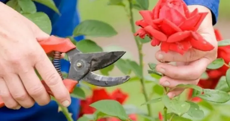 Potatura delle rose: quando farla, come tagliare e gli errori da evitare per fioriture abbondanti