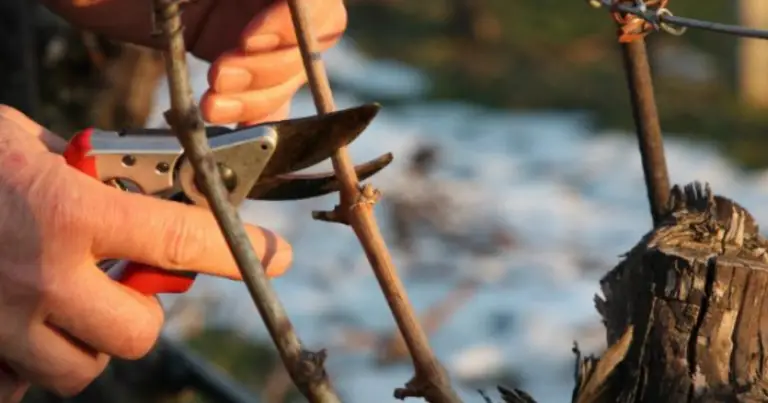 Potare gli arbusti in autunno: quali scegliere, come intervenire e cosa evitare