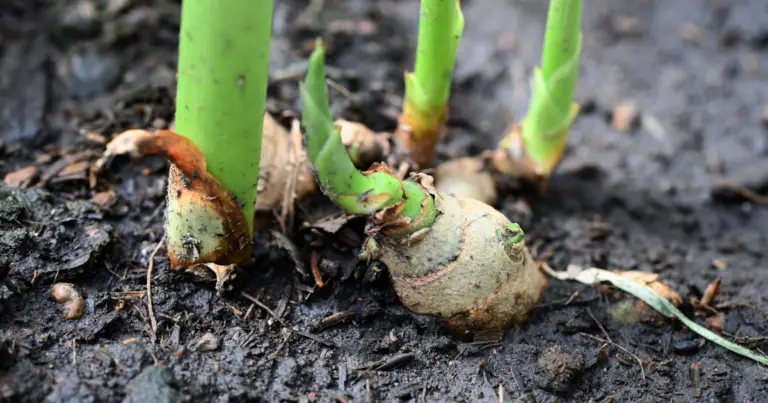 Come piantare lo zenzero in casa: guida completa dalla radice al raccolto
