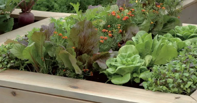 Orto in casa: 12 ortaggi facili da coltivare in cassoni rialzati (anche con poco spazio)