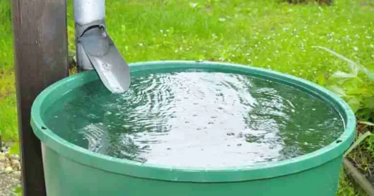 Sistema di raccolta acqua piovana fai da te: guida completa per irrigare senza elettricità