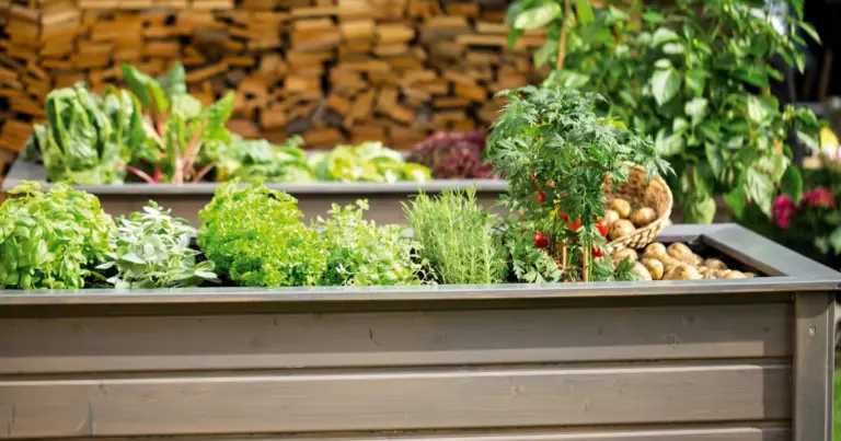 Aiuola rialzata: come costruirla e riempirla a strati per un orto fertile e drenante