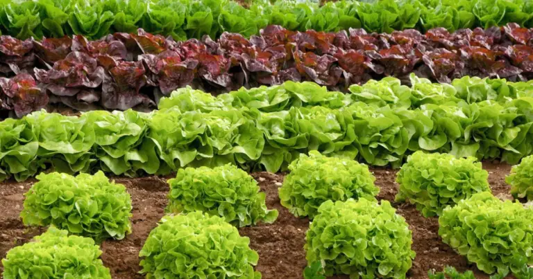 Consociazioni nell’orto: le piante che non dovrebbero crescere vicine e come evitarlo