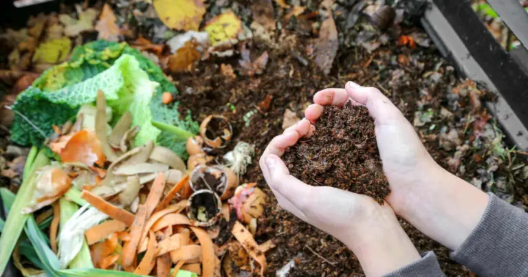 Decomposizione del compost: come funziona davvero e quando è pronto per l’orto