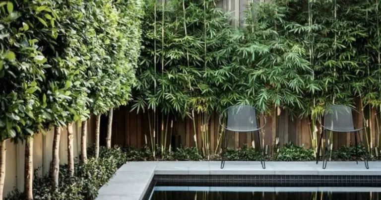 Cortina verde in giardino: le migliori piante per privacy, ombra e bellezza naturale