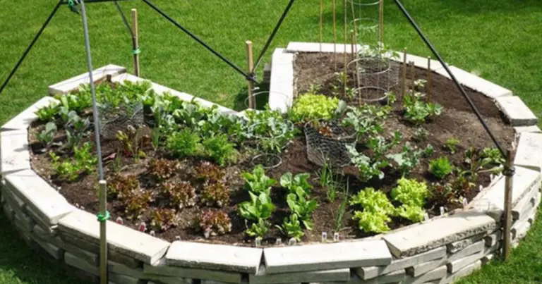 Giardino a serratura: come funziona il keyhole garden con hugelkultur per un orto più fertile e con meno irrigazione