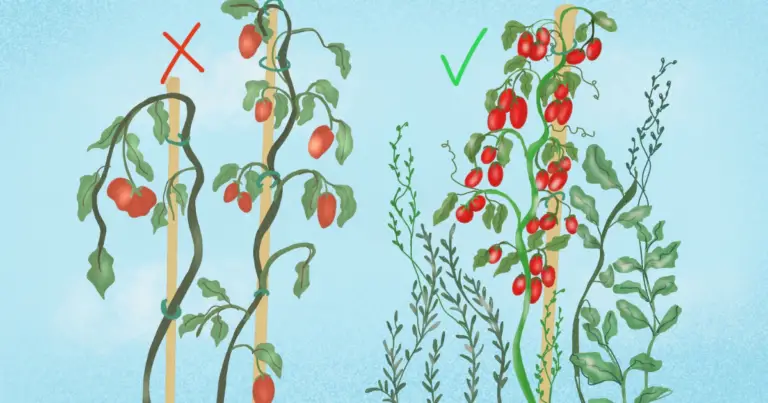 Consociazione del pomodoro: quali piante mettere vicino (e quali evitare) per un orto più sano