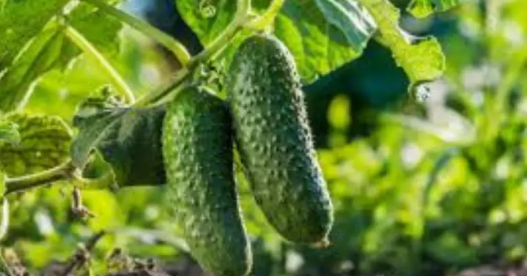 Piante consociate per i cetrioli: le migliori combinazioni per proteggere l’orto e aumentare il raccolto