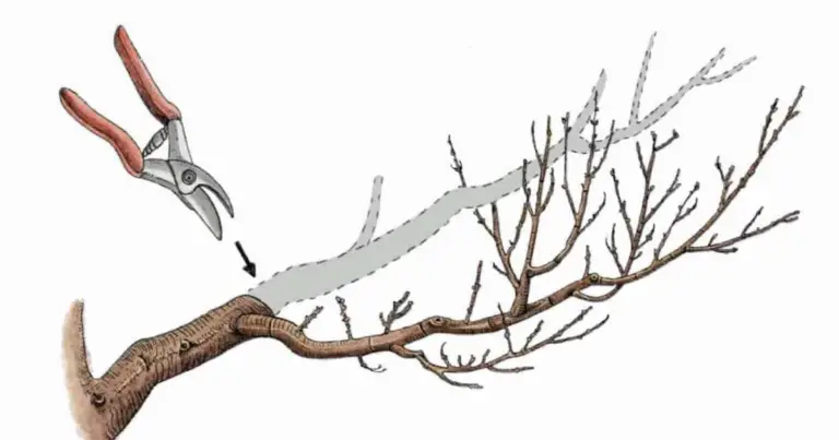 Potatura sbagliata: segnali, errori comuni e come rimediare senza stressare la pianta