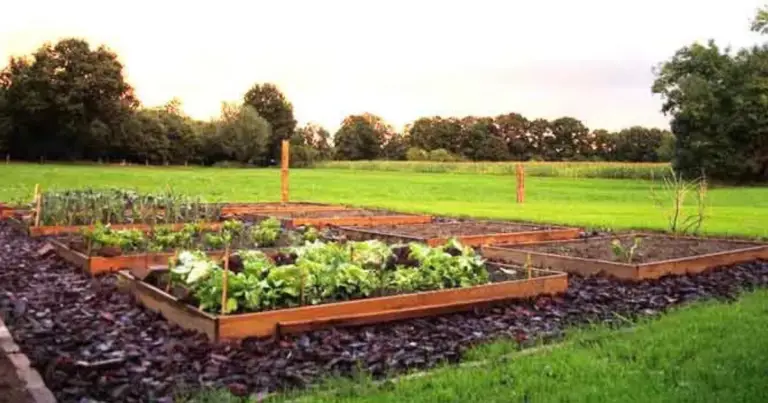 Consociazioni nell’orto rialzato: gli abbinamenti migliori per un raccolto più sano e produttivo