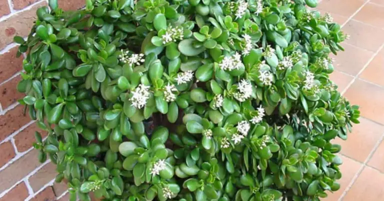 Propagare la pianta di giada da una foglia: guida completa per ottenere nuove piante sane