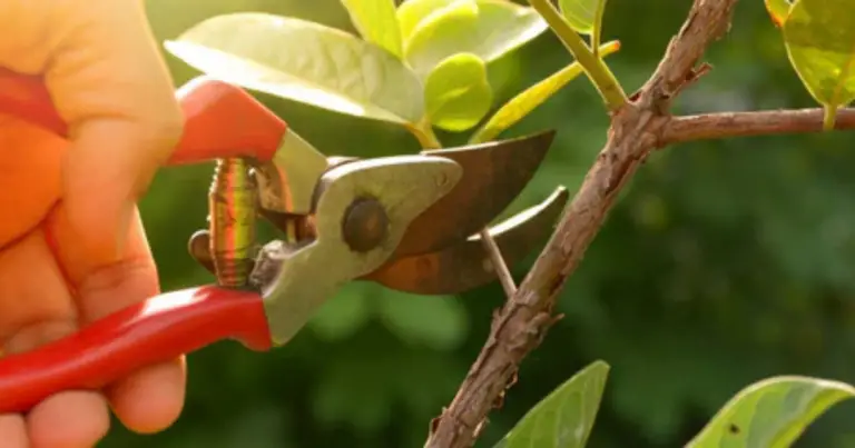 Potatura dei piccoli frutti: perché alcune varietà si potano solo in inverno (e mai in primavera)