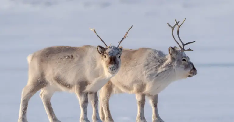 Proteggere la fauna in inverno: 6 gesti semplici da fare in giardino a gennaio