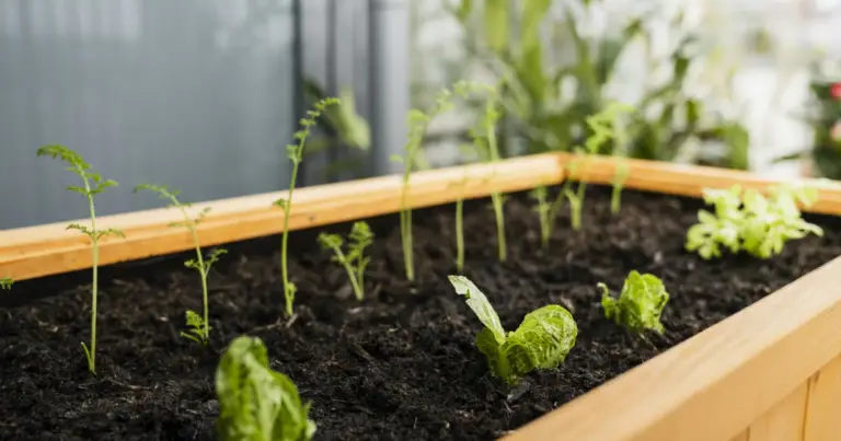 Profondità delle radici degli ortaggi: guida pratica per scegliere vasi, aiuole e irrigazione nel modo giusto