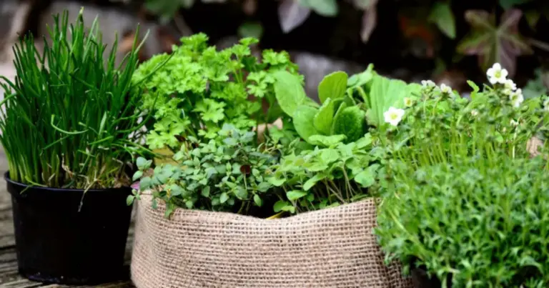 Erbe aromatiche in vaso: le migliori combinazioni per cucina, tisane e balconi profumati