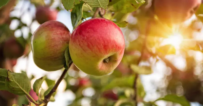 Alberi da frutto in vaso: guida completa per coltivare frutta anche su balcone e terrazzo
