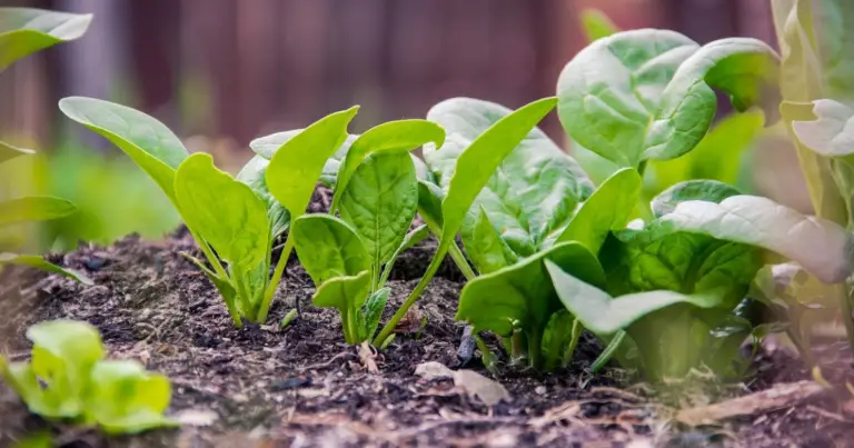 Orto in secchi da 5 galloni: cosa coltivare e come ottenere raccolti anche in poco spazio