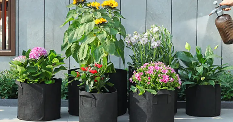 Pizza garden in grow bag: come coltivare pomodoro ed erbe aromatiche in un solo sacco (anche sul balcone)