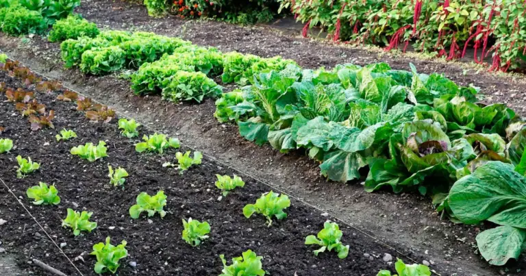 Distanze di impianto nell’orto: la guida pratica per sistemare le verdure e ottenere raccolti migliori