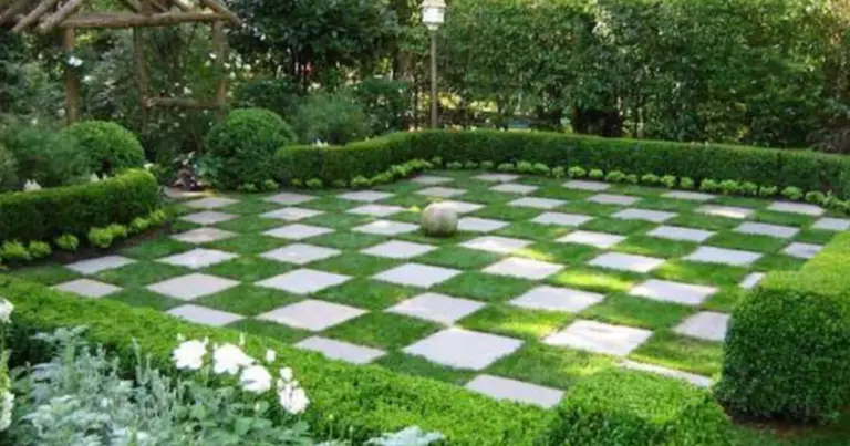 Alternative ecologiche al prato: le migliori coperture vegetali per un giardino sostenibile