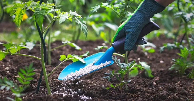 Trincea di compostaggio: come rigenerare il terreno dell’orto in modo naturale (senza concimi chimici)