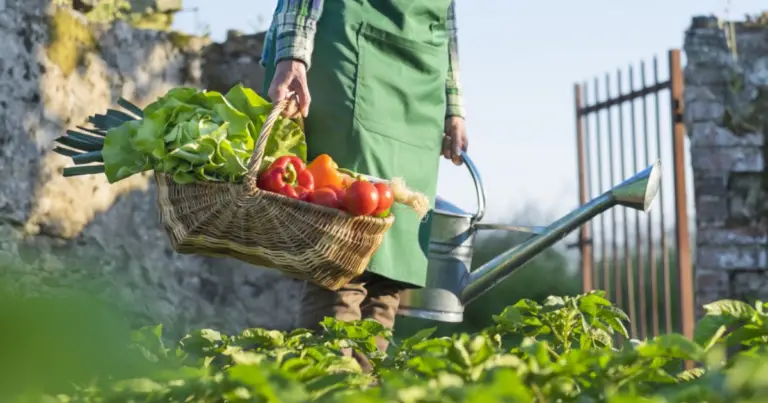 Ortaggi perenni: pianta una volta e raccogli per anni (guida completa per un orto più autonomo)