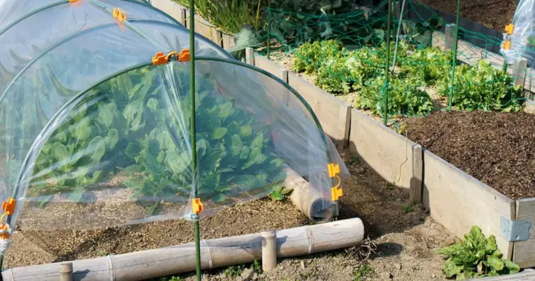 Serra semi-interrata: come costruirla per coltivare tutto l’anno con temperatura più stabile