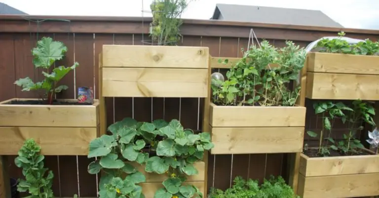 Coltivazione verticale in vaso: come sfruttare lo spazio in altezza e ottenere raccolti migliori