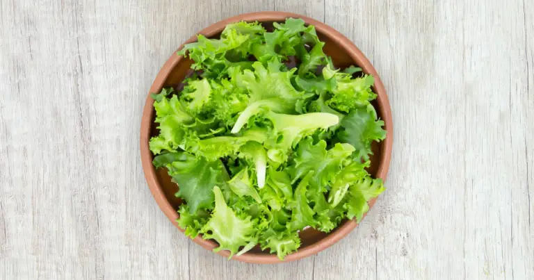 Tipi di lattuga e insalate: guida completa per scegliere, coltivare e usare quella giusta