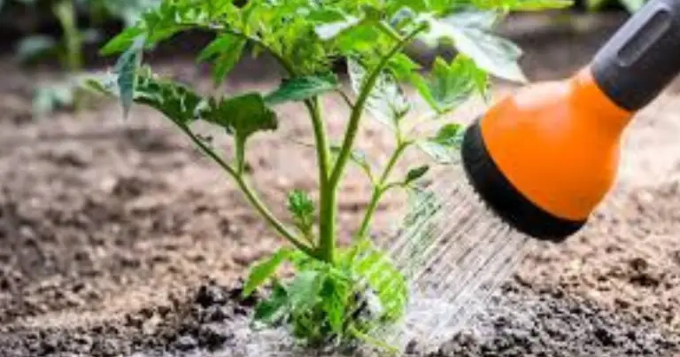 Come annaffiare le piante da appartamento: guida pratica per evitare l’eccesso d’acqua