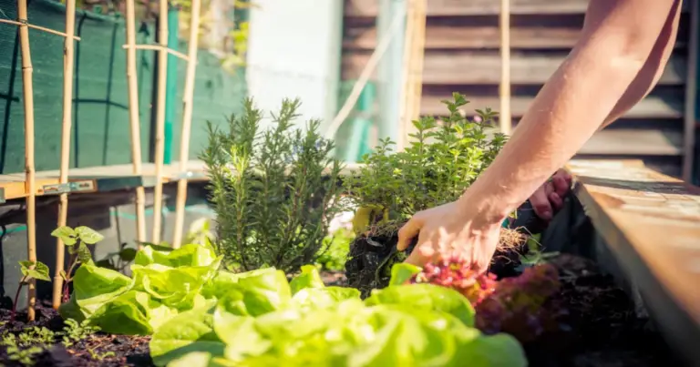 Aiuola rialzata auto-irrigante: come funziona e perché conviene davvero