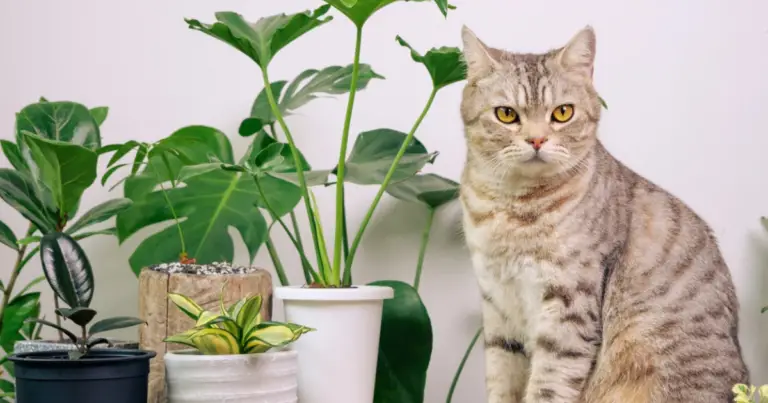 Piante tossiche per gatti e alternative sicure: guida completa per una casa pet-friendly