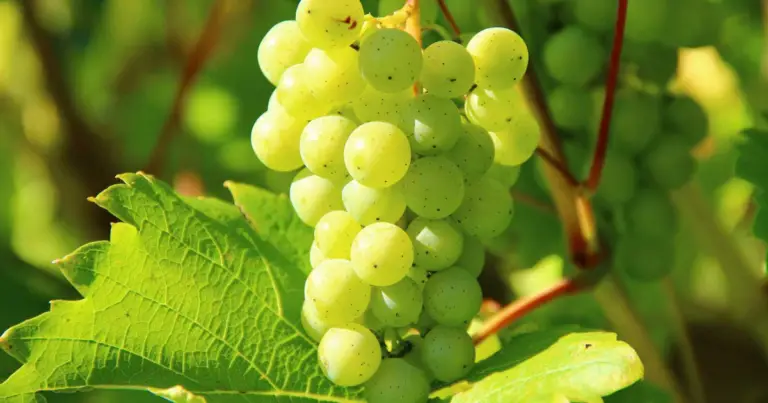 Coltivare la vite in vaso dai semi: guida completa dalla semina ai primi grappoli