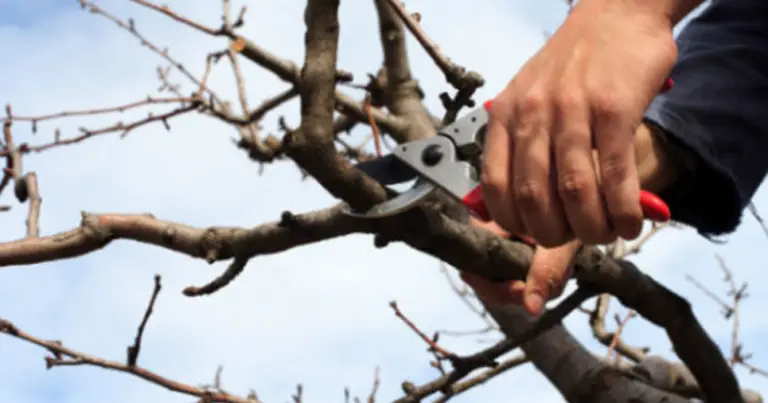 Tagli di potatura essenziali: guida completa per potare correttamente e mantenere piante sane