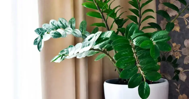 Piante per ogni ambiente: guida completa per scegliere le piante da interno stanza per stanza