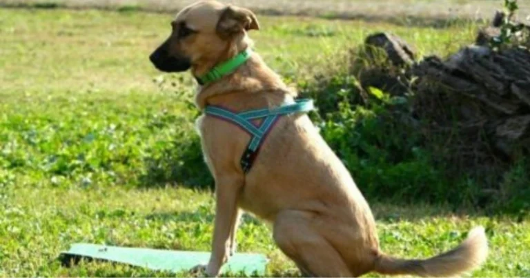 Soluzione naturale per dissuadere i marcaggi degli animali domestici