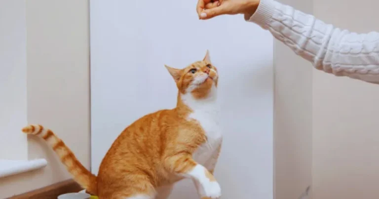 Come tenere un gatto in modo sicuro e rispettoso