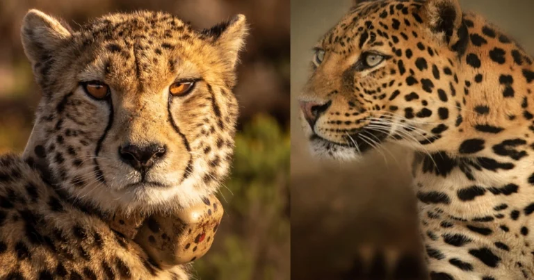 Differenze tra i grandi felini: confronto completo tra ghepardo, leopardo e giaguaro