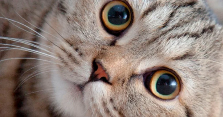 Linguaggio degli occhi del gatto: come interpretare i suoi segnali visivi