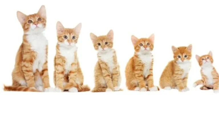 La lunga vita di un gatto: Una guida alle fasi di crescita