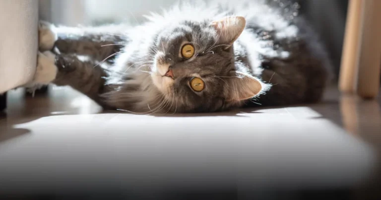 Nel cervello del gatto: Decifrare i comportamenti strani dei felini