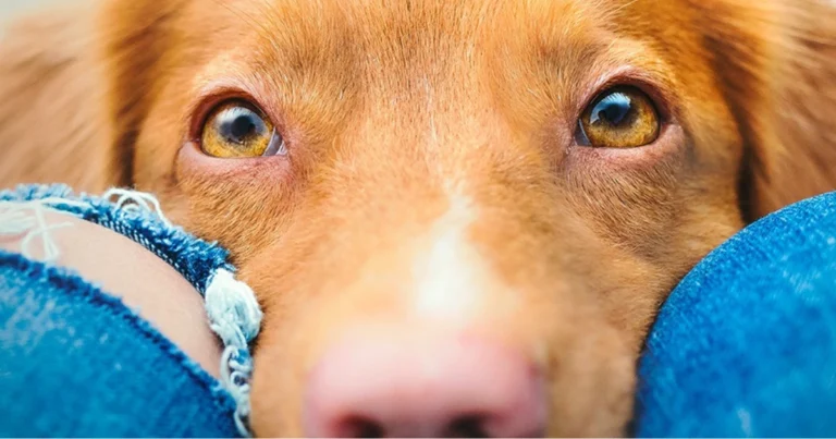 Fino a che distanza gli animali possono percepire l’essere umano